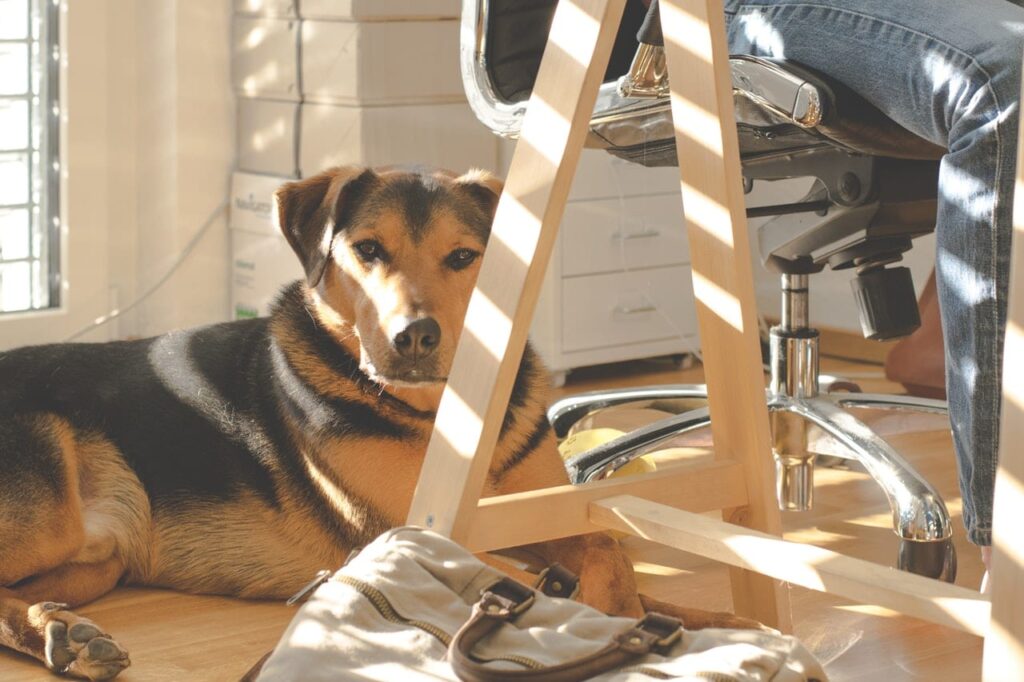 pets in the office